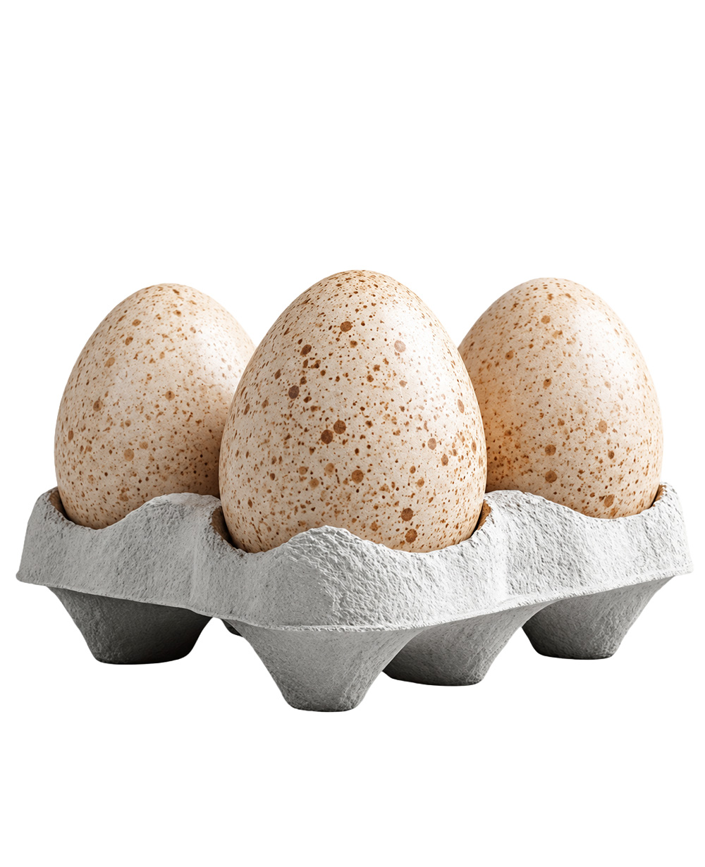 oeuf dinde oeuf dinde